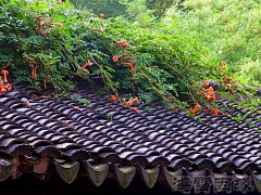 烟雨兰花采集到满园春色关不住