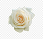白色玫瑰花 玫瑰花 白色玫瑰 花 卡通玫瑰花 