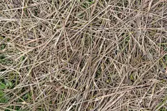 干的,草,纹理效果,干草,卷,水平画幅,无人,草坪,夏天,特写