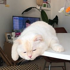 猫123584采集到欣赏--喵喵教