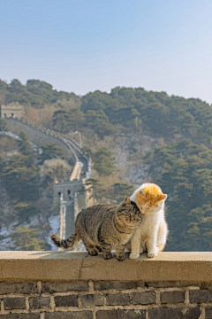 鴈王采集到猫猫猫