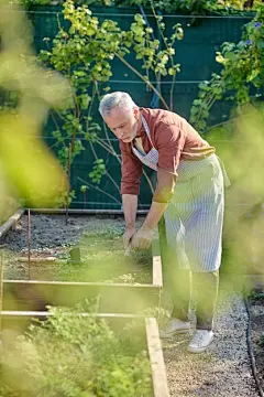 (源站可下源文件)耙地。 白发的园丁耙地，看上去很忙/Raking. Gray-haired gardener raking the ground and looking busy