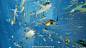 【ABZU 准备登陆 Steam】由 Giant Squid 制作，505 Games 发行的海洋探索游戏 ABZU 终于公布了发售日期。游戏将于 8/2 于 PSN 和 Steam 同时发售。本游戏由曾经参与创作了「旅途」和「花」的艺术总监 Matt Nava 监制。O网页链接