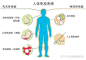 人体免疫系统