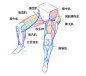 【春哥课堂】腿部肌肉到底怎么画？（彩蛋：臀部+胸部）