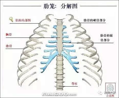 藏云不知境采集到人体骨骼结构