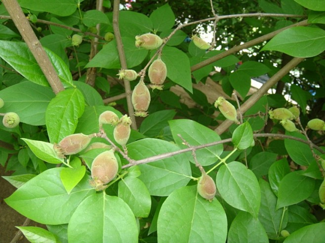 蜡梅果实