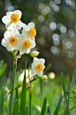 Narcissus | Flickr – 相片分享！