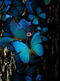 大蓝闪蝶 蓝闪蝶（学名：Morpho menelaus）又名蓝摩尔福蝶，是蛱蝶科闪蝶属中最大的一个物种，是一种热带蝴蝶。科名来自希腊词“Morph”，为美神维纳斯的名字，意味着美丽、美观。蓝色的翅膀十分绚丽，长约15厘米。成年雌蝶的翅膀上表面呈蓝色，下表面与树叶十分相似，呈现斑驳的棕色，灰色，黑色或红色。