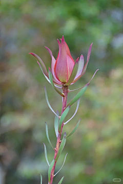 LockLee采集到植物 山龙眼科（针垫花，国王花，银桦）