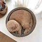 和肥喵生活的日常 ins:amy_hs ​​​​