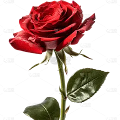 浪漫红色玫瑰花花朵