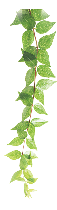èµ„æº采集到植物
