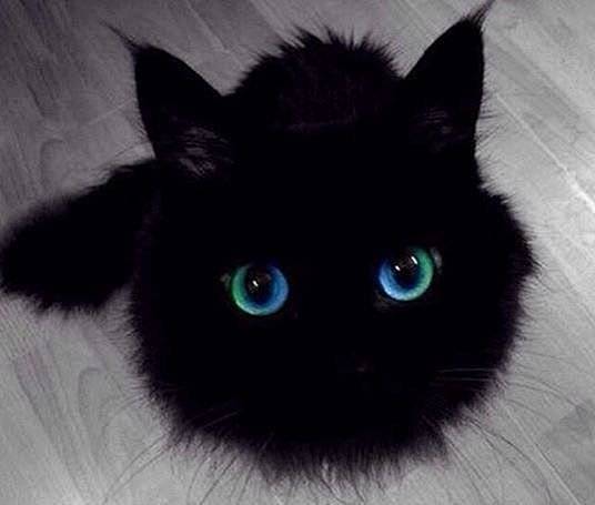 #二次元# 黑猫原来也这么有魅力 ​​​...