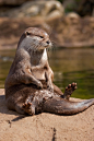 otter | River Otters and Sea Otters #野生动物#