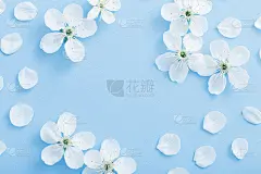 纸上的樱花背景
