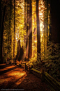 Golden Sunbeams, The Redwoods, Californiaphoto via amy 