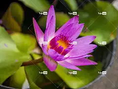 水中百合 粉色 花卉背景 水边 鲜花 水生植物 水花 花壁纸