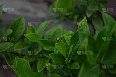 金龟子，孤子甲虫，叶甲，鞘翅目，金龟子科。坐在栀子花上。