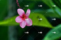 姜黄色百合花 花壁纸 美丽的花朵 弗兰吉帕尼 花 粉红色的花