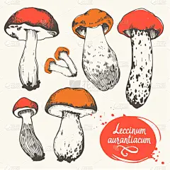 矢量图和蘑菇中的素描样式集。手绘 leccinum 叠在白色背景上。森林秋收.