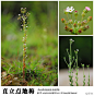 Androsace erecta 直立点地梅
#青藏高原野花#№022．直立点地梅，Androsace erecta，报春花科，点地梅属。在山路边遇到这个点地梅家的另类，让人惊讶了一下子：通常的点地梅都是贴在地面的一丛叶子，花序纤细地支起，娉婷绰约。然而这个另类却显得更加结实，恍若鹤立鸡群的女汉子。细看小花，才会见到精致和旖旎。（摄影@天冬 ）