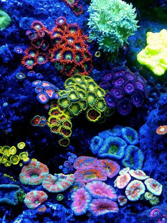 *CORAL REEF ~ A Part...