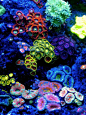 *CORAL REEF ~ A Particular Italian Nano Cube -- - Reef Central Online Community
