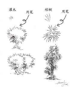 patra采集到植物绘画步骤