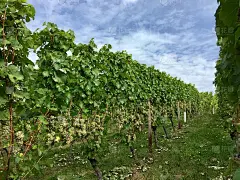 收获前成排的白葡萄的葡萄藤