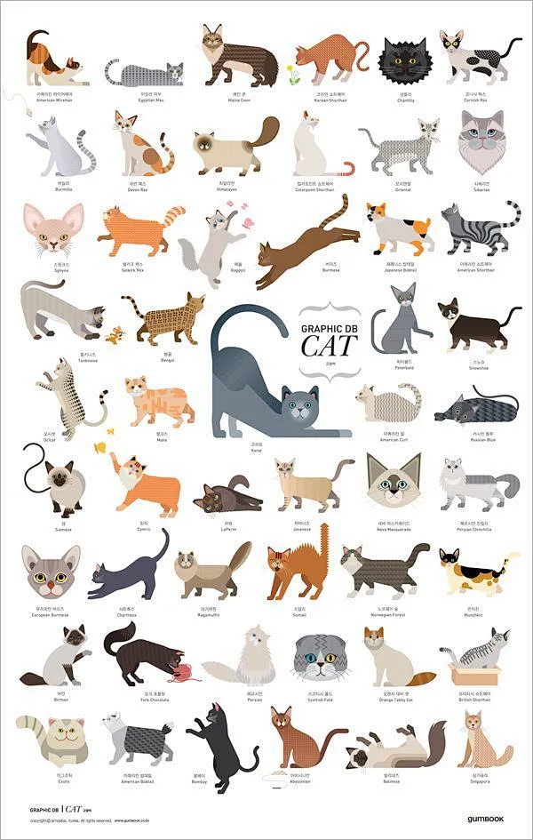 猫 cat 可爱 动物-花瓣网