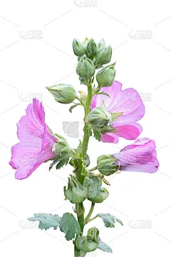 甜蜜多彩的粉红色蜀葵盛开和绿色的蓓蕾花孤立在白色的背景与复制空间和剪辑路径。