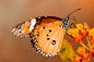 Close-up of a monarch butterfly on orange flowers