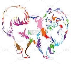 矢量,博美犬,狗,绘画插图,斯皮茨狗,注视镜头,彩虹,华丽的,可爱的,站