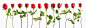 概念,主题,自然,构图,合成图像_sb10062482l-001_Row of red roses on white background, studio shot_创意图片_Getty Images China
