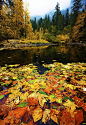 Autumn leaves in the Merced River, Yosemite National Park, California #摄影师# #城市# #素材#