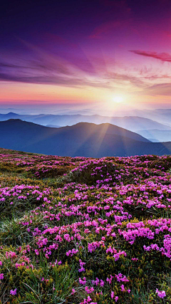 一朵花开的时间采集到风景