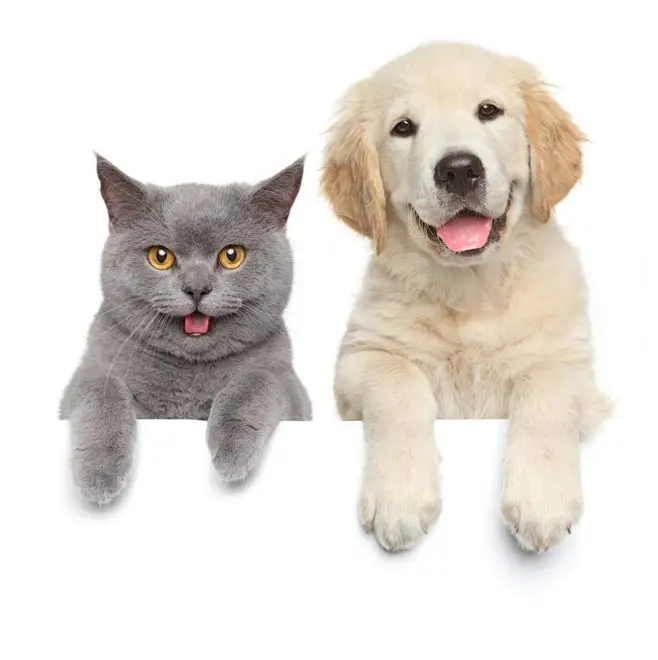 猫 狗 合照 萌宠 宠物-花瓣网