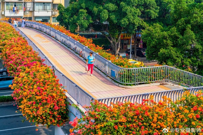 新港中路天桥-勒杜鹃