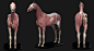 Horse Anatomy Kit 