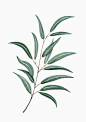 【插画师Hermano Gato作品】—— Leaf @北坤人素材