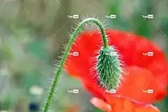 花 罂粟 花壁纸 植物 大自然 花瓣 花卉背景 美丽的花朵 春天