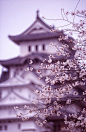 日本、樱花、风景、紫色