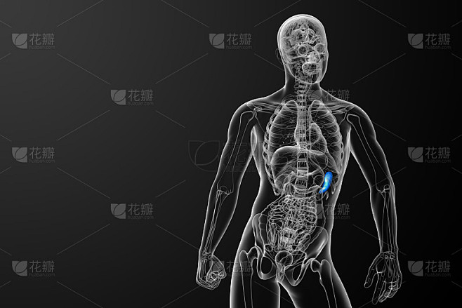 脾脏的3d渲染医学插图