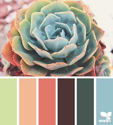 succulent hues