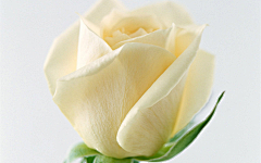 〆流年亦夢╮采集到花卉•白玫瑰