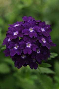 劭氚采集到素材 蓝紫色花