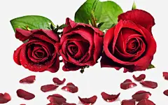 红色玫瑰花高清素材 唯美 浪漫 温馨 爱情 玫瑰下载 背景图 花瓣 免抠png 设计图片 免费下载