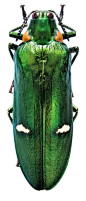* Megaloxantha bicolor {Fabricius, 1775}  {Buprestidae}   Thailand *: 