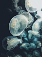 White Jellyfishes